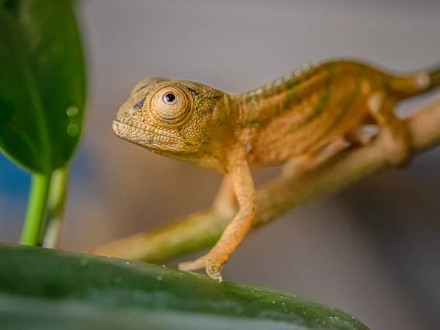 Reptile experts at Chester Zoo have become the first in the UK to breed rare Parson’s chameleons.