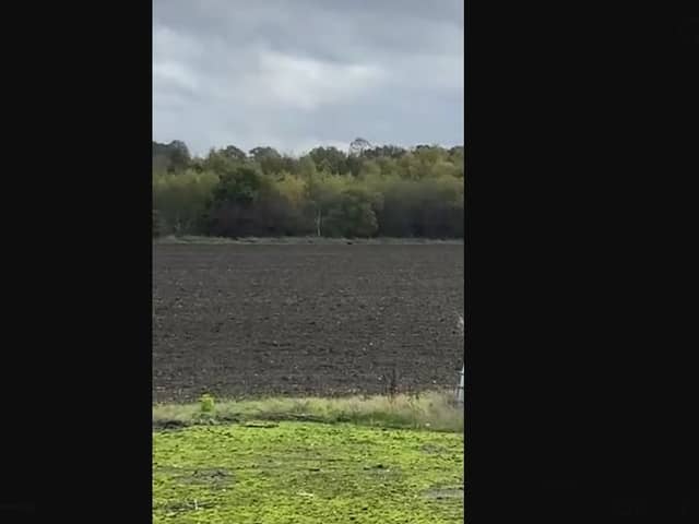 The jogger said the animal, which he described to be just below waist height, remained stationary as he tried to get its attention.