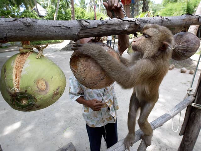 A Thai monkey trainer works with a monkey showing it how to collect coconuts at the Samui Monkey Center on Samui island