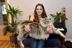 Murphy the Maine Coon keeps being mistaken for a dog or a lion