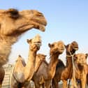 Camels are pictured at the camel market in the Erhaiya desert area.