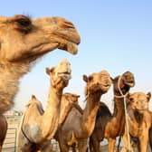Camels are pictured at the camel market in the Erhaiya desert area.