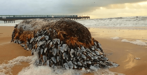 The goose barnacles washed up on a beach in Bournemouth. The sea creatures are a rare delicacy that sell for up to £80 a kilo. Photo by John Jennings on Instagram @horizonjphotography