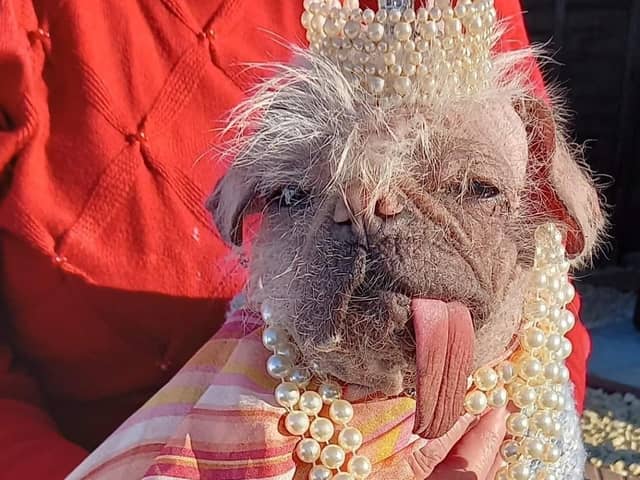 Peggy the pug, from East Yorkshire, has been named UK’s ugliest dog.