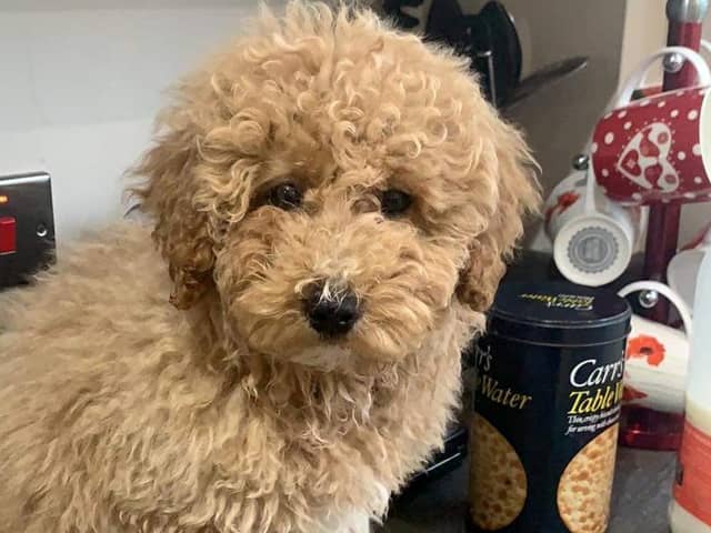 Dog Reckless Ralph jumps in taxi & takes 100-mile ride to Manchester Airport after becoming lost from owner