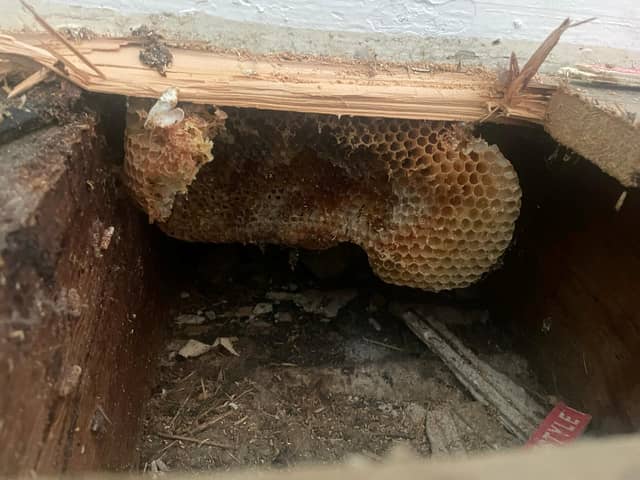 A couple discovered their home had been turned into a giant beehive - after honey started dripping down the walls. 