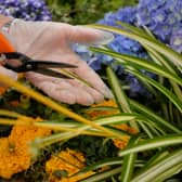 Keep these rules and regulations in mind before heading out into your garden.