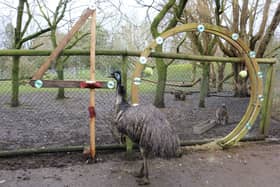 Ollie the emu turned 40 on Monday March 20, making him one of the oldest of his kind.