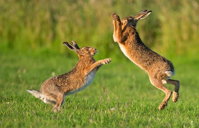Boxing hares: Suffolk
