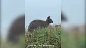 Wallaby spotted by locals in Devon 