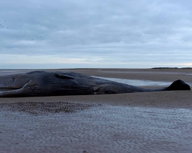 A marine life charity received calls about a stranded sperm whale (not pictured) on a beach at Cleethorpes at around noon on Good Friday. 