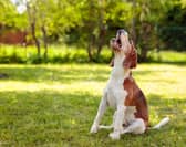 What to do if your pet is stung by a bee or wasp this spring