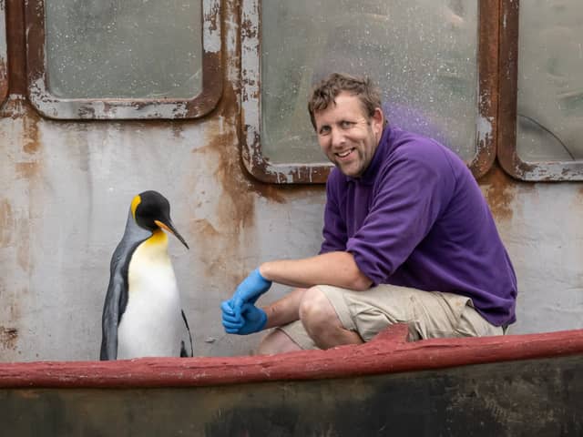 Penguin Spike is pictured with keeper Alistair Keen 