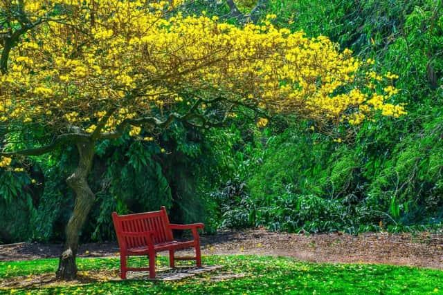 Plants and trees can provide vital shade (photo: Adobe)