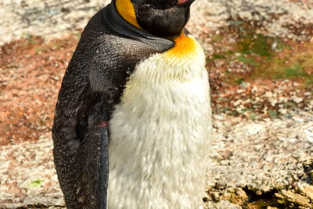A celebrity penguin from the UK with over 17,000 social media followers has been crowned the most popular flightless bird in the world