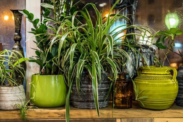 Swap cut flowers for house plants (photo: Adobe)