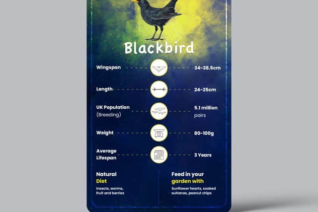 Bird card for the Blackbird