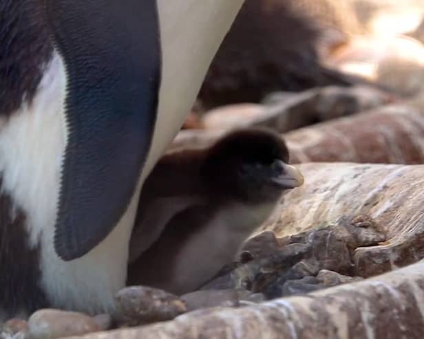 Rare penguin chick hatched at Edinburgh Zoo