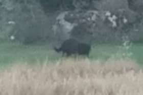  Black Panther of Rutland skulking through the undergrowth in in a farmers field in Empingham.