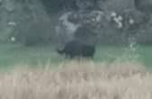  Black Panther of Rutland skulking through the undergrowth in in a farmers field in Empingham.