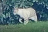 New DNA evidence has confirmed the existence of black panthers and other big cats living in Britain.