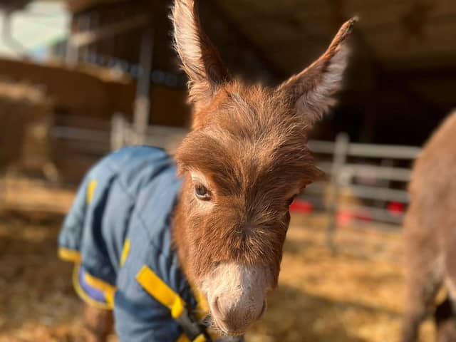 Staff at a farm have been left “devastated” after a baby donkey was stolen from her “distressed” mum in broad daylight. 