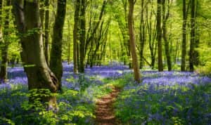 The Woodland Trust has sent more than 700,000 free native trees to schools and communities (Credit: Shutterstock)