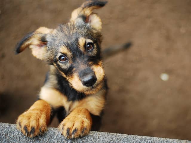 The Government has sought to educate the public about how to avoid being scammed when buying a pet (image: Shutterstock)