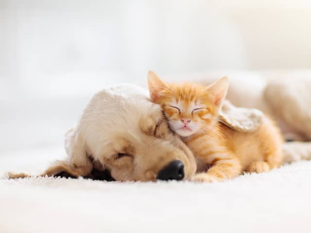 Bonfire Night and its fireworks displays can be a distressing and anxious time for the UK’s cats and dogs - here’s how to keep them calm (image: Shutterstock)