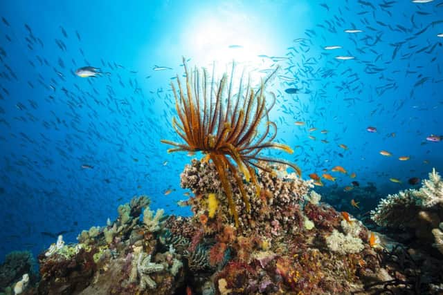 Feather Star on Coral Reef (photo: Getty Images)