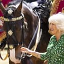 Queen Camilla with Juno, the first mare to be a Household Cavalry Drum Horse (Credit: Royal.uk)