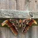 Moth in Sharron Long’s garden.