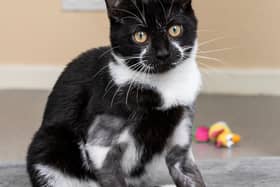 A four-month-old kitten is believed to have been thrown out with household rubbish with his legs ‘deliberately broken’.