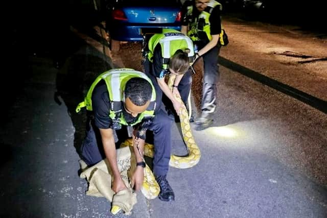 Cops received a call from a member of the public that a 12 foot yellow python was slithering on Harwood Street, West Bromwich.  