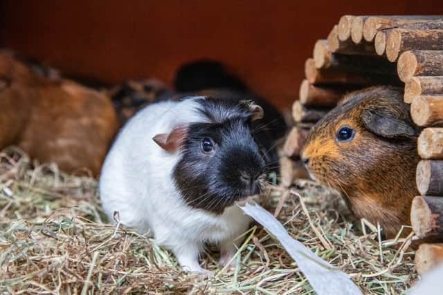 The RSPCA is this year backing Guinea Pig Awareness Week, as it deals with a big spike in the tiny critters coming through its doors (RSPCA/Supplied)