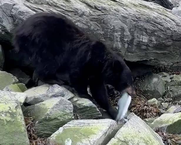 The  bear calmly stole a fresh-caught salmon, as the fisherman who caught it could only watch on in disbelief. (Photo: Collab/SWNS)