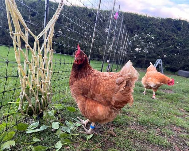 Some of Katriona Shovlin's chickens in Kent, who enjoy life at an all-inclusive chicken hotel - providing a five-star experience complete with disco balls and classical music