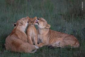 Take a look at the incredible wildlife images being considered for Wildlife Photgrapher of the Year People's Choice Award.