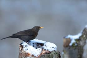 Colder weather drives many birds to seek refuge in gardens (Photo: Ben Andrew/RSPB)