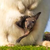 Baby wallaby emerges from mother's pouch.