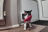Tofu brings back a piece of rubbish.