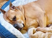 An abandoned dog that starred in TV ad for an Omaze house winner has won his own home - and been adopted after 300 days in care.