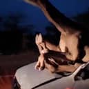 A camel landed through the windshield of a car in a road collision.