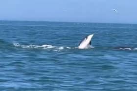 Dolphin pod filmed in the water near Bridlington. Credit: Steve Race Wildlife Photography 