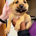 Clouds the puppy with a swollen face after being stung by a hornet. 