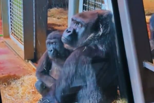 A viral TikTok video claiming to shows gorillas 'abandoned' at Bristol Zoo's former Clifton site has more than 800k views