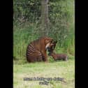 Zaza the Sumatran tiger cub at Manor Wildlife Park in Pembrokeshire