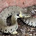 A huge snake is filmed slithering along UK canal towpath.