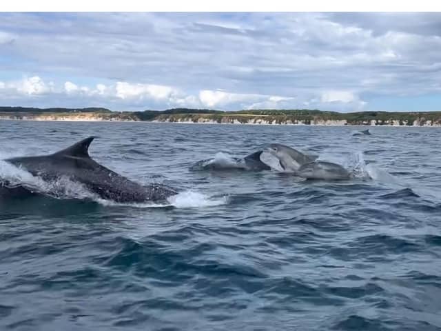 Dolphins playfully leap beside boat in Bridlington. Credit: Steve Race Wildlife Photography