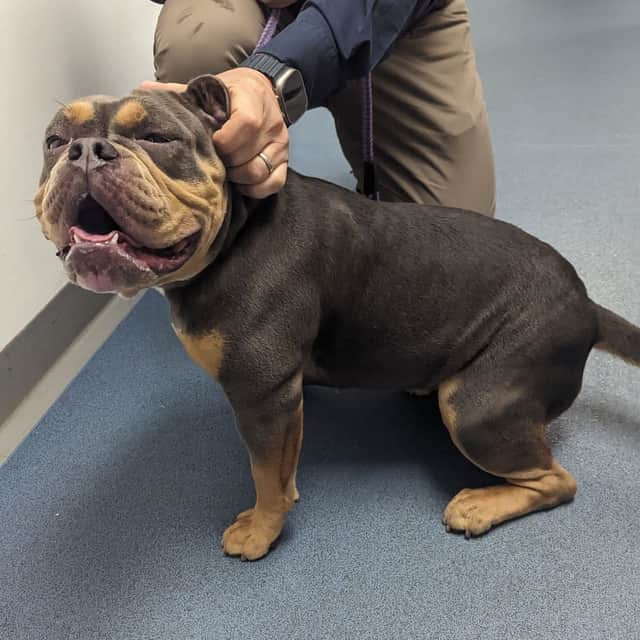 Bulldog Biscuit. Abused puppy looks for new home.